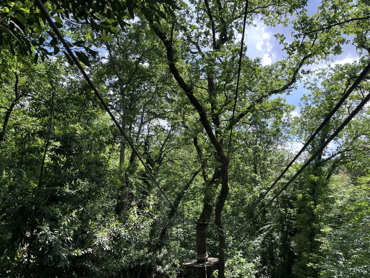 Percorso celeste vista chioma alberi