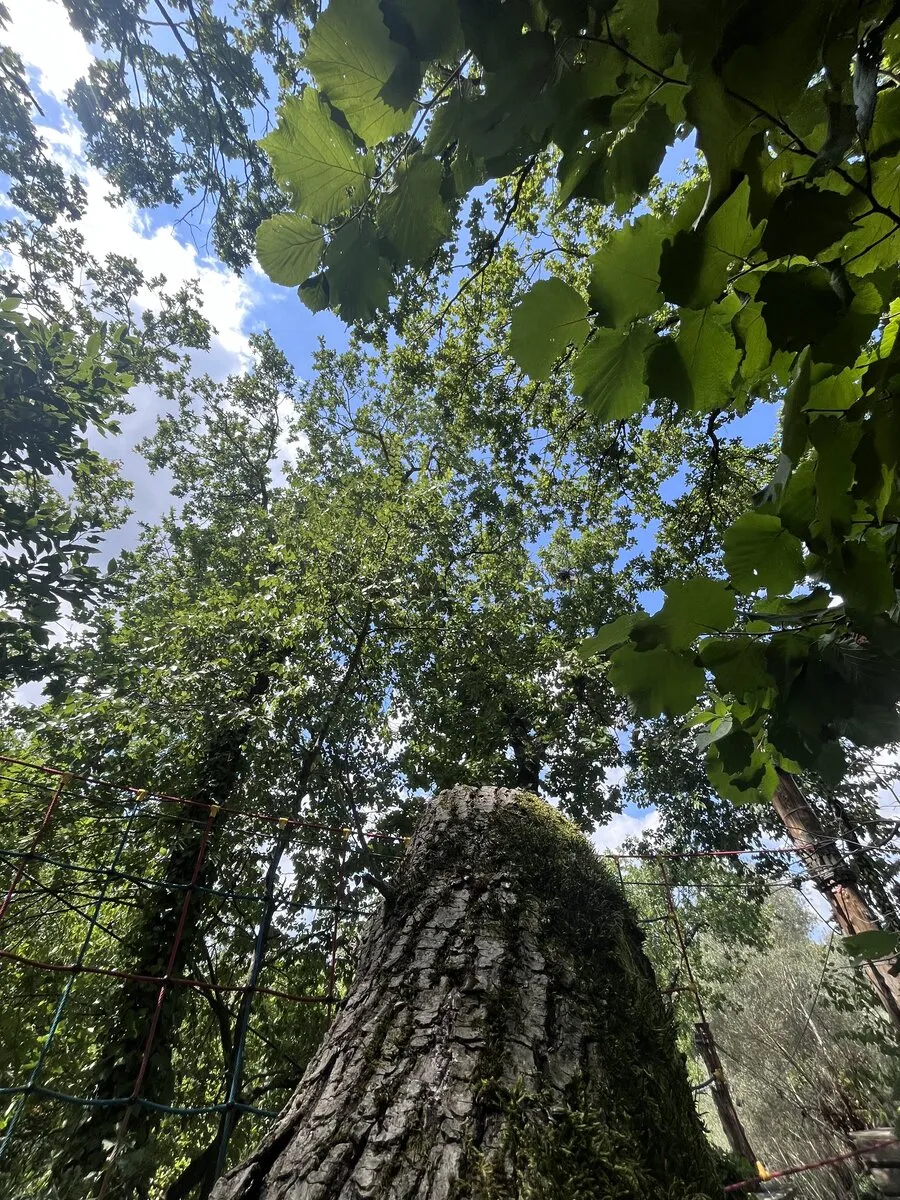 Percorso celeste vista dal basso