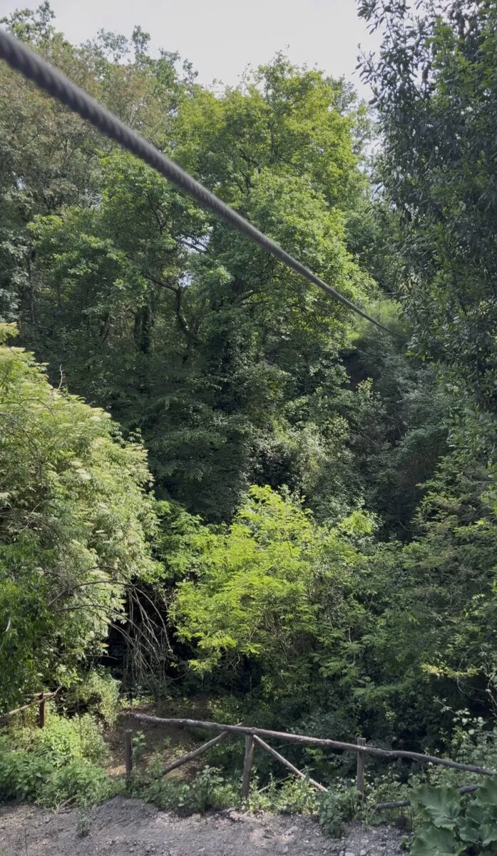 Percorso nero vegetazione fitta