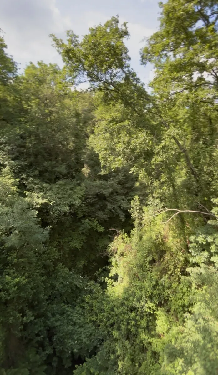 Percorso nero vista chioma alberi