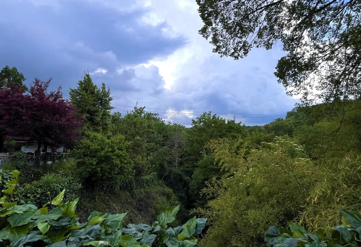 Percorso verde vista natura bosco